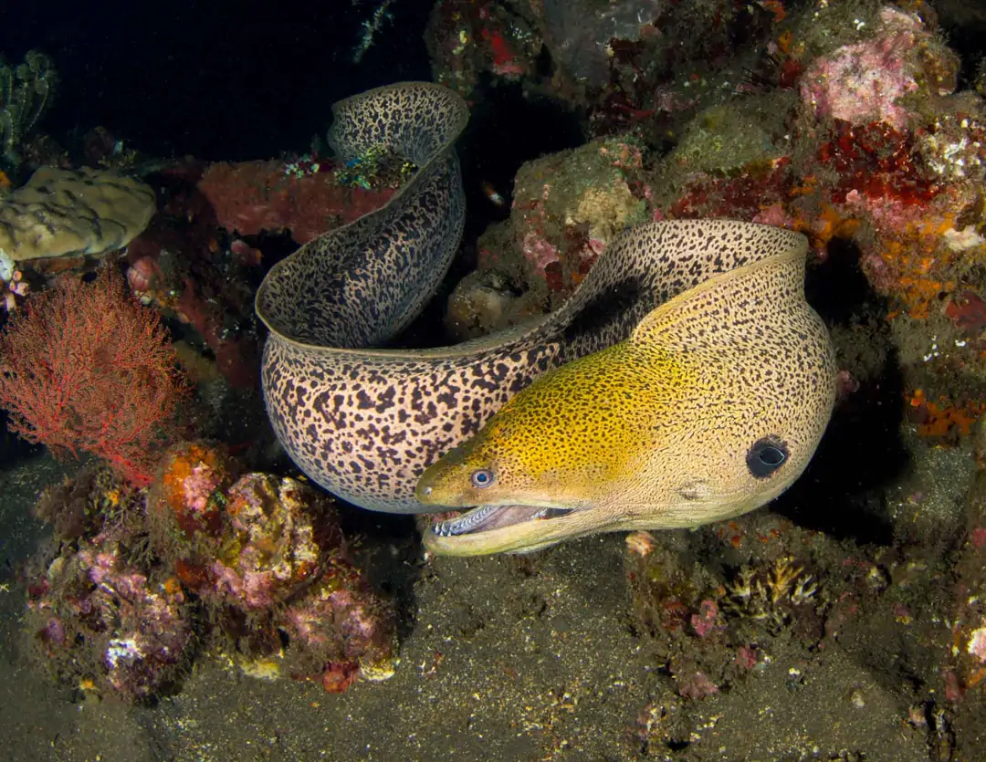 Seabook: Giant Moray (juvenile)