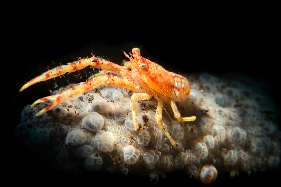 Red Galathea Lobster