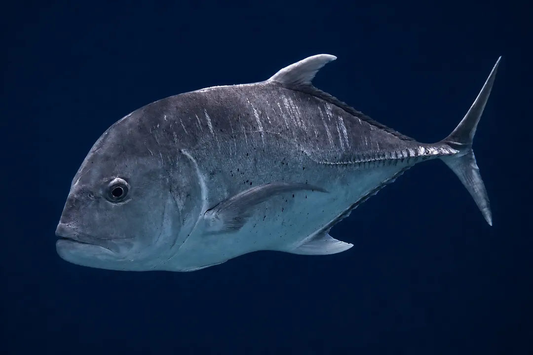 Giant Trevally (male)