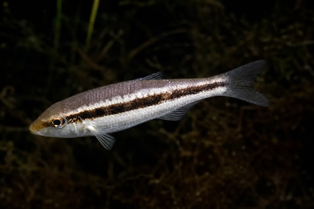 Variegated Emperor (Lethrinus variegatus)
