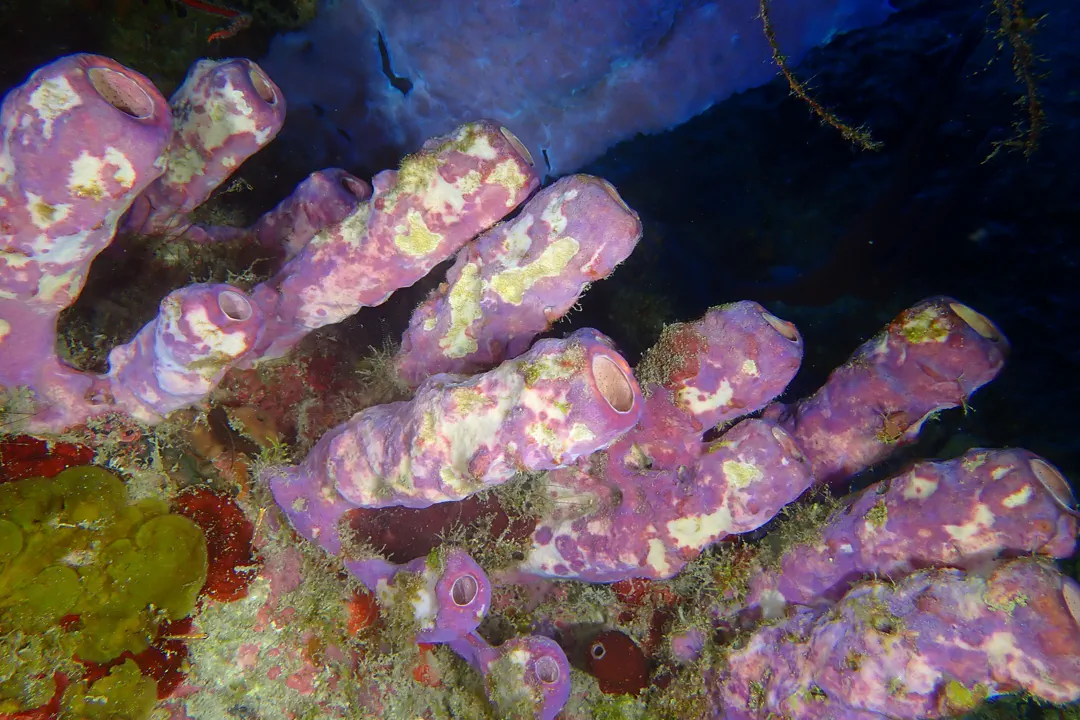 Stovepipe Sponge (Aplysina archeri)