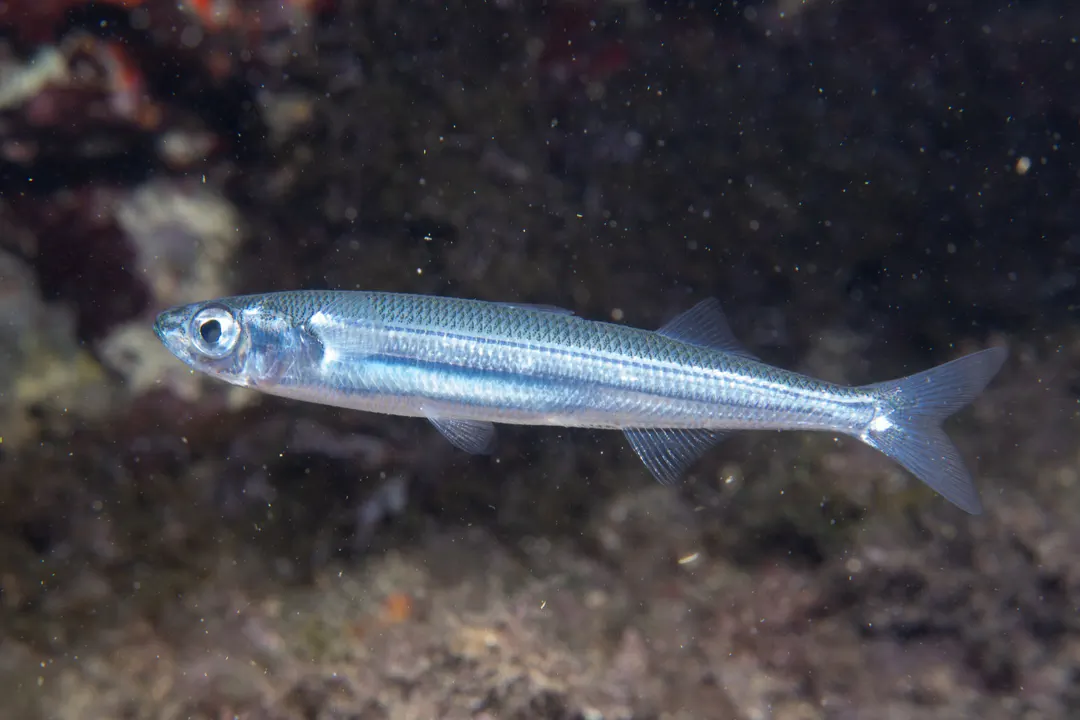 Mediterranean Sand Smelt