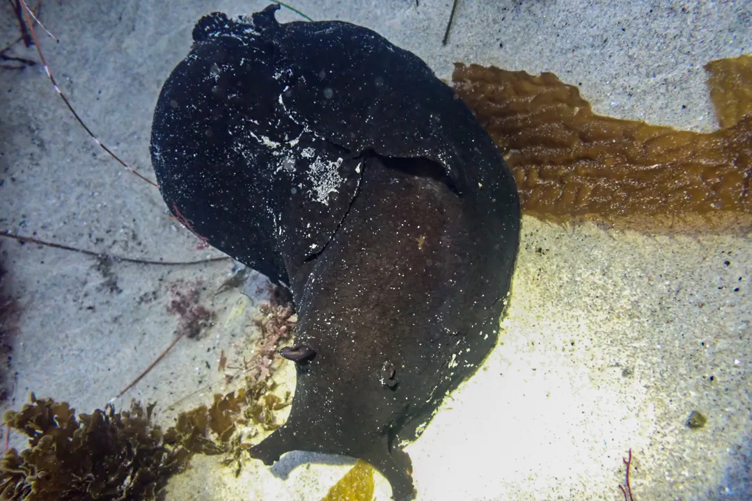 Black Seahare
