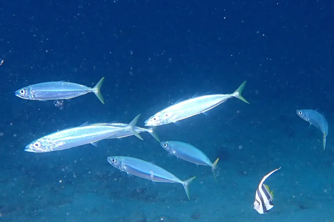 Mackerel Scad