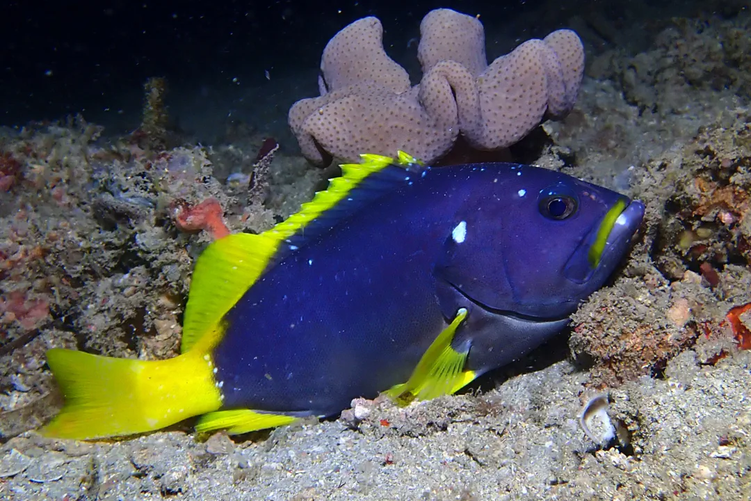 Blue-and-yellow Groupe