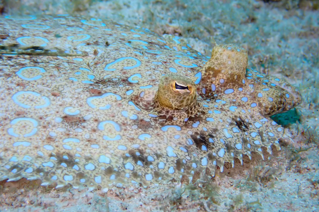 Atlantic Peacock Flounder
