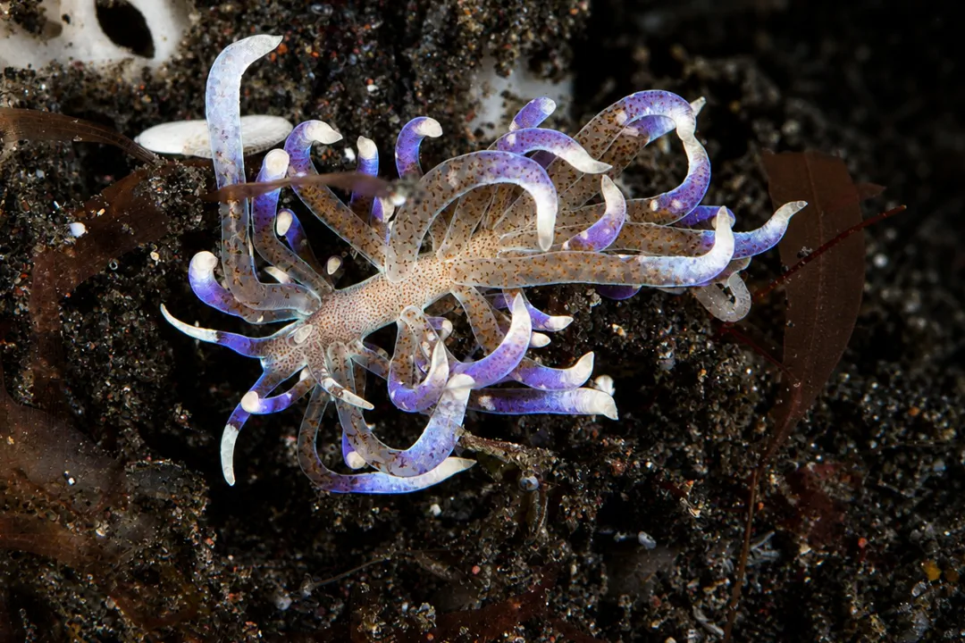 Macpherson's Phyllodesmium (Phyllodesmium macphersonae)