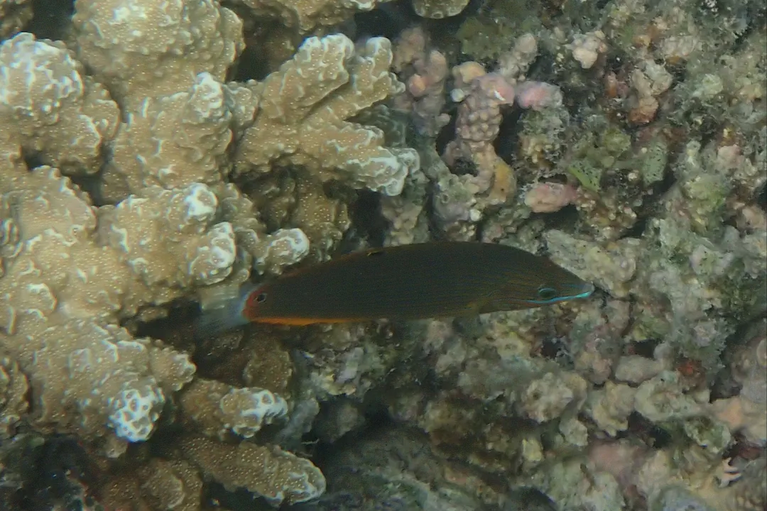 Tailspot Wrasse (juvenile) (Halichoeres richmondi)