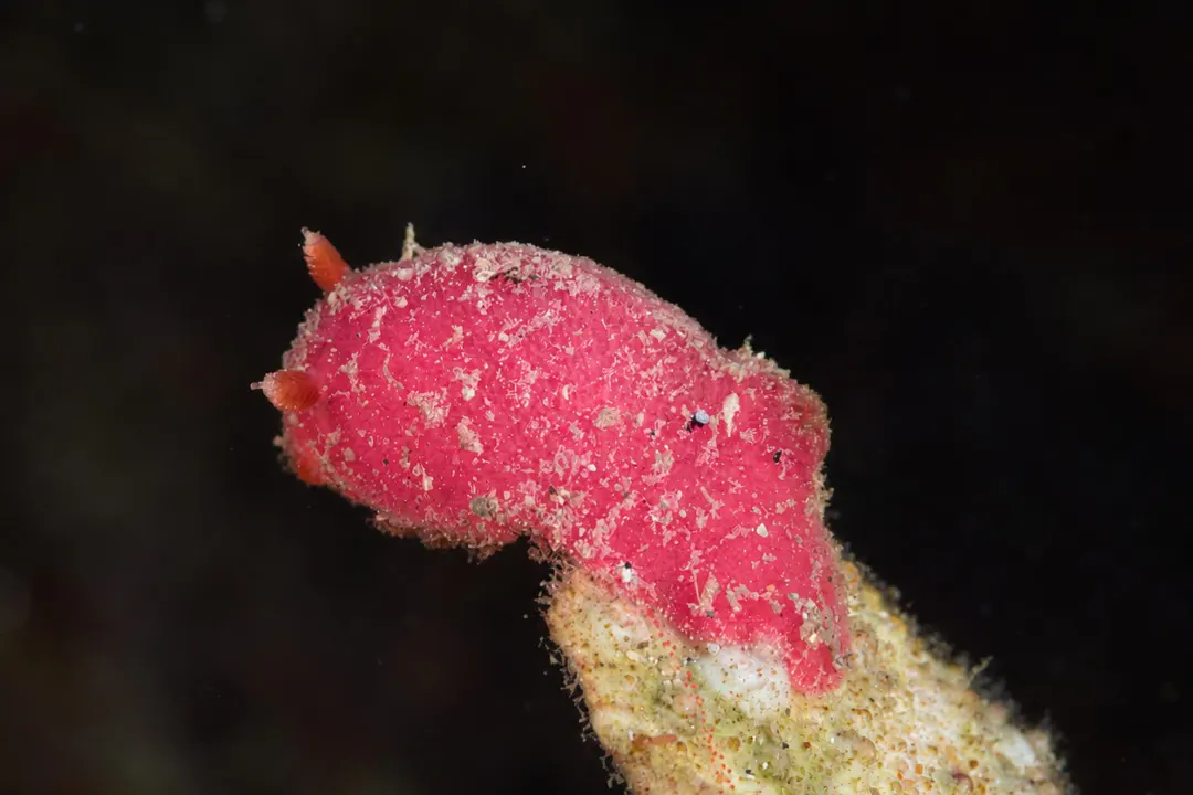Rostanga bifurcata (Rostanga bifurcata)