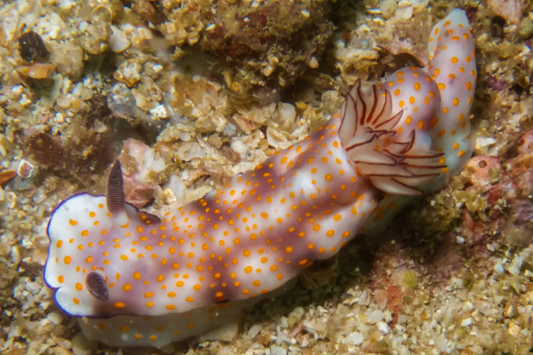 Beautiful Gypsy Nudibranch