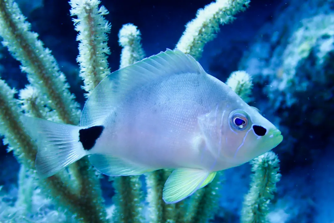 Butter Hamlet (juvenile)