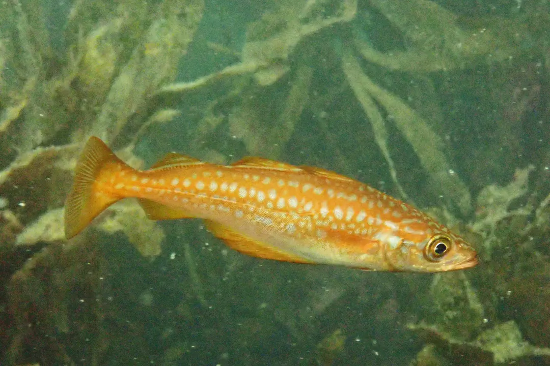 Atlantic Pollock (Pollachius pollachius)