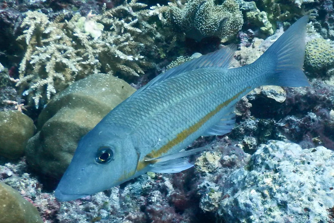 Orange-striped Emperor (Lethrinus obsoletus)