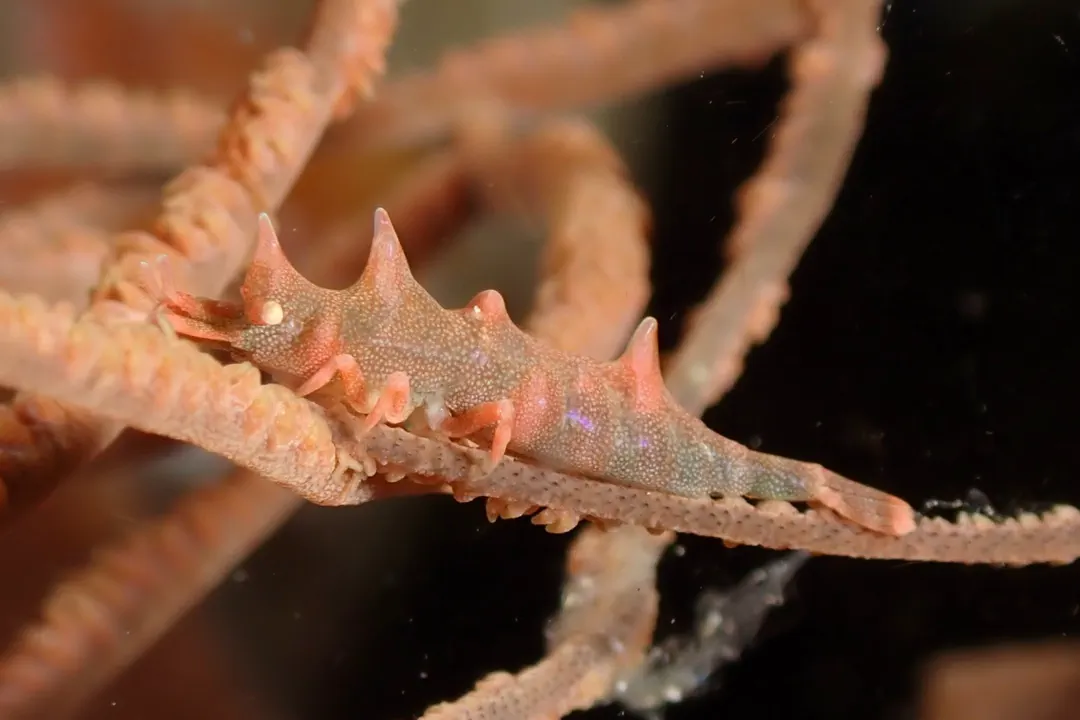 Dragon Shrimp (Miropandalus hardingi)