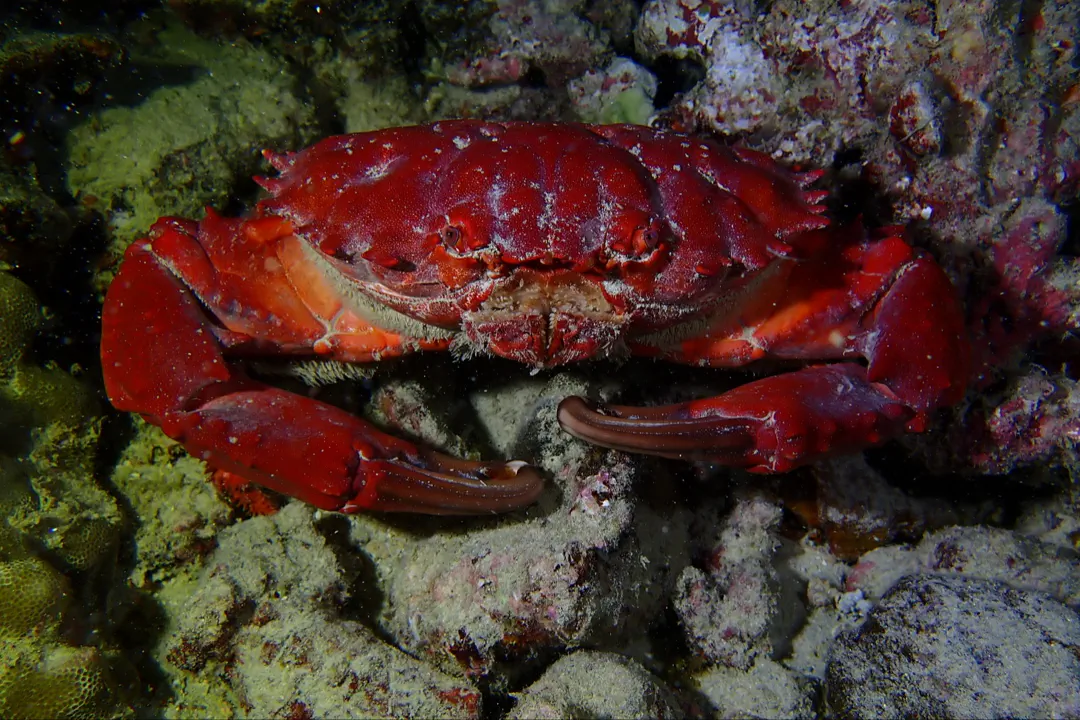 Splendid Pebble Crab (Etisus splendidus)