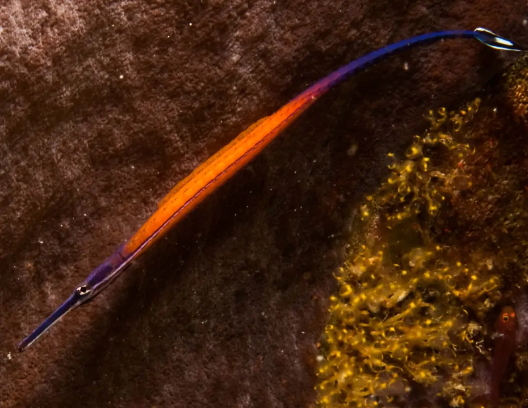 Seabook: Cleaner Pipefish