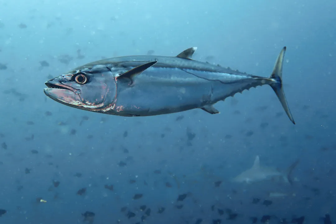 Dogtooth Tuna