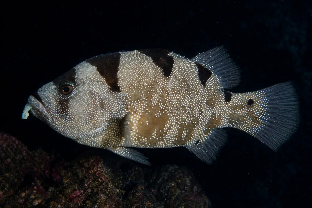 Indian Soapfish