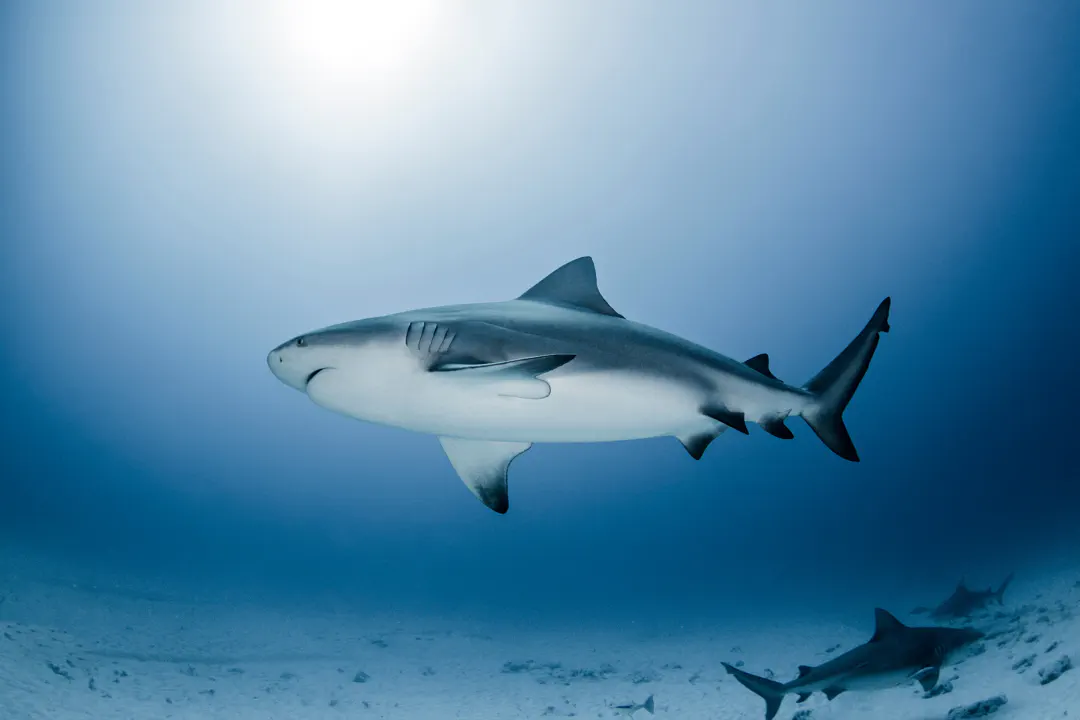 Bull Shark