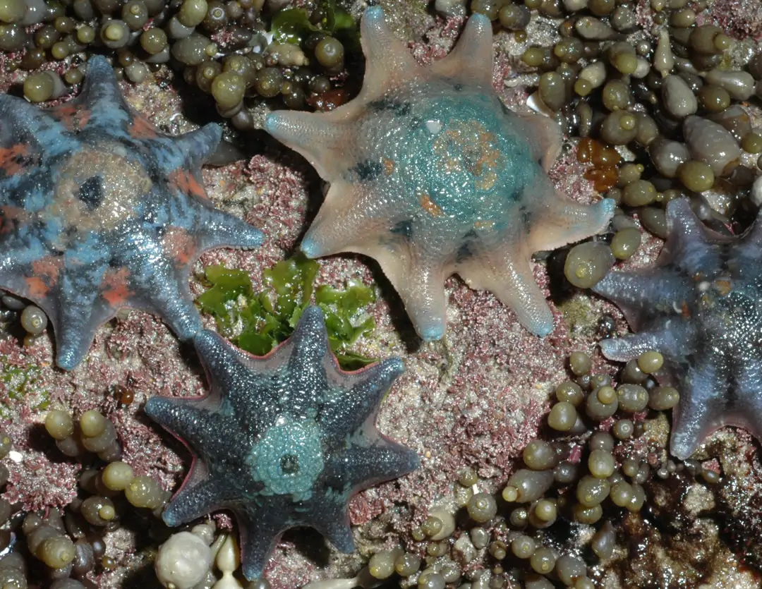 Seabook: Carpet Sea Star