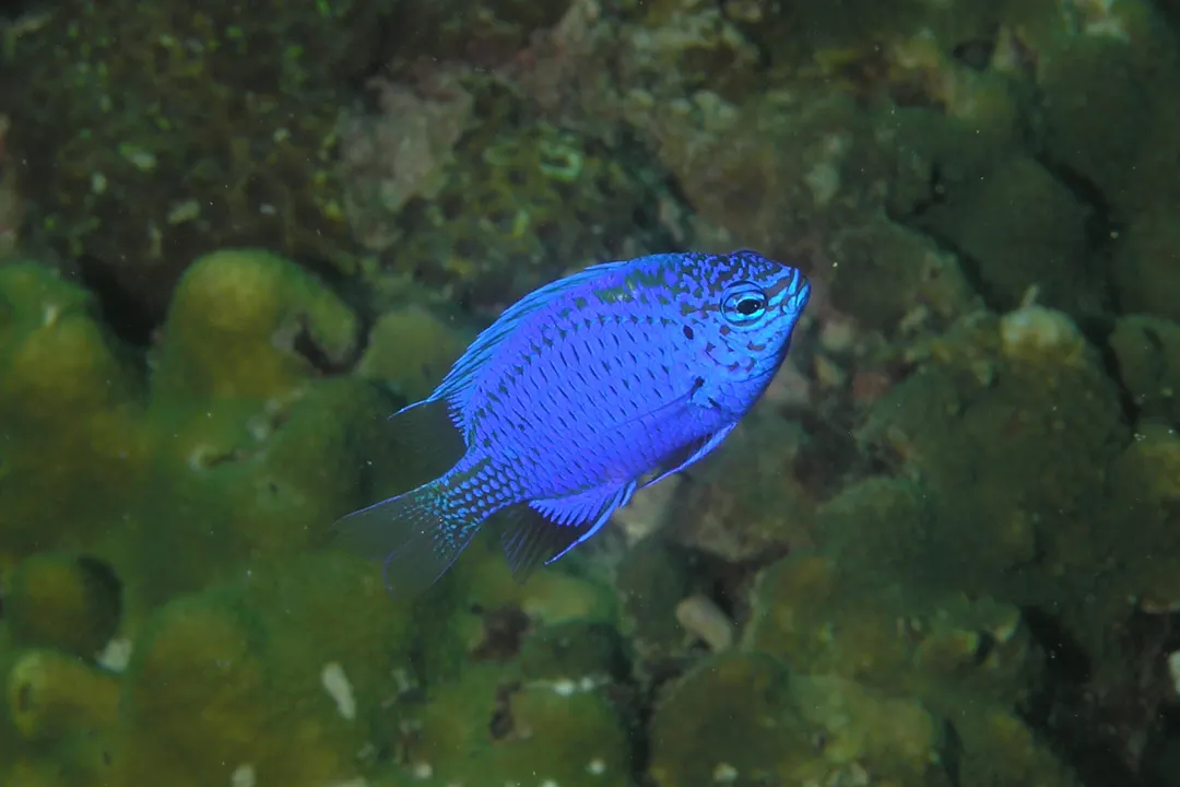 Springer's Demoiselle (Chrysiptera springeri)