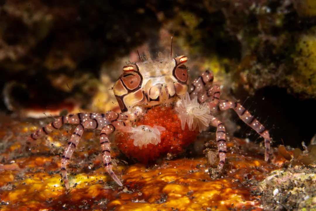 Pom-pom crab