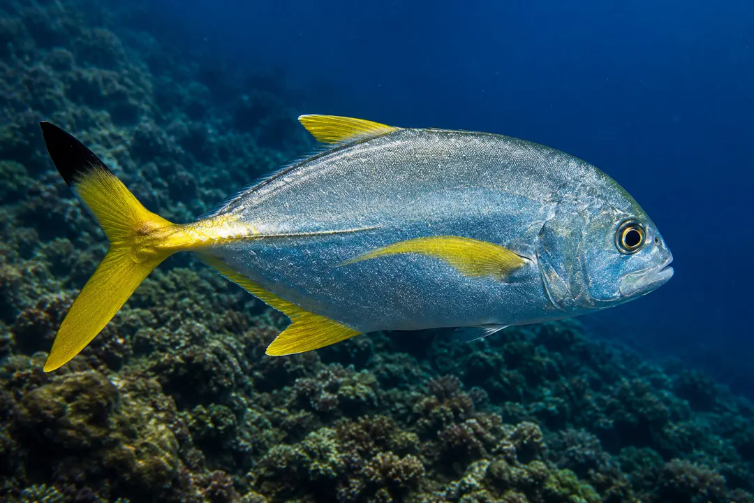 Blacktip Trevally (Caranx heberi)