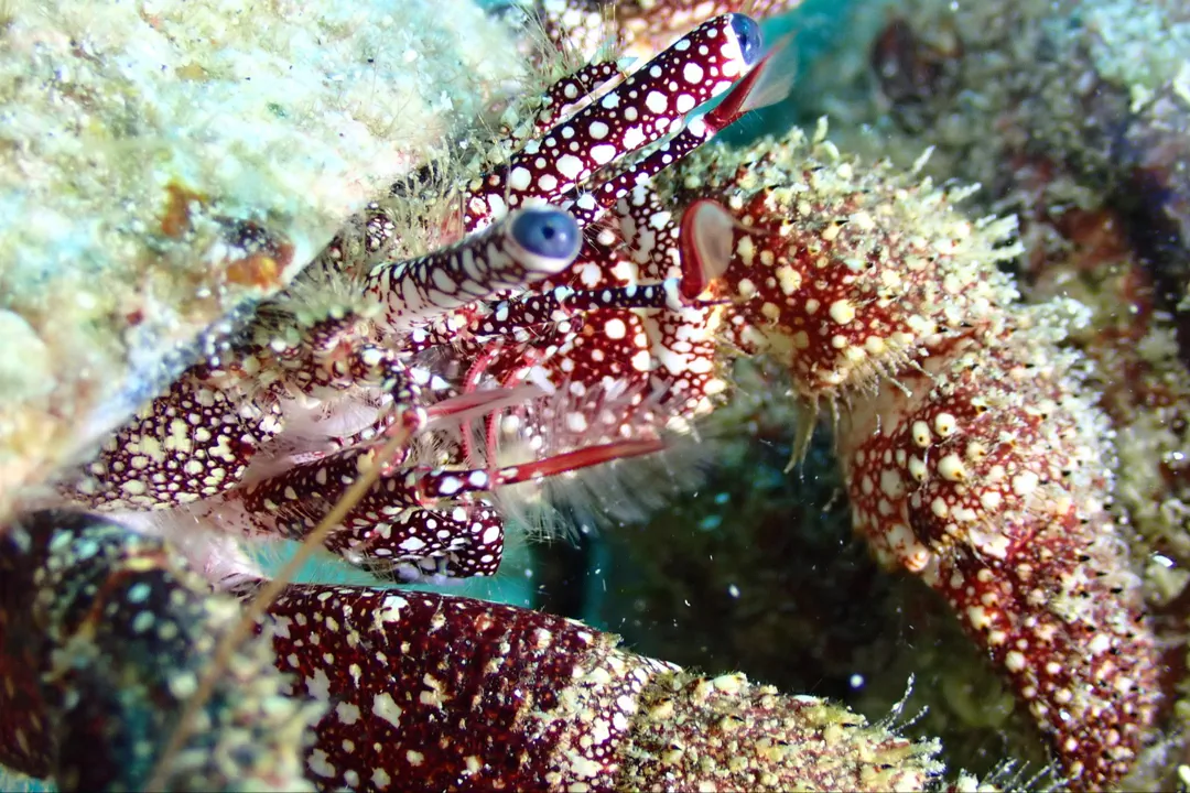 White-speckled Hermit (Paguristes puncticeps)