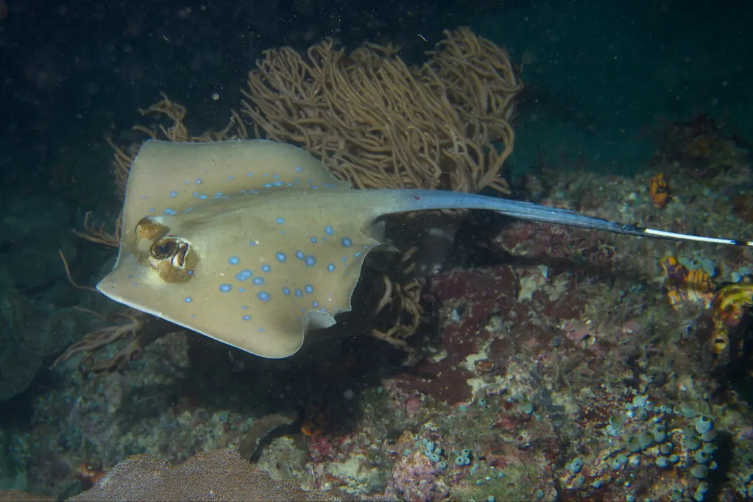 Bluespotted Maskray