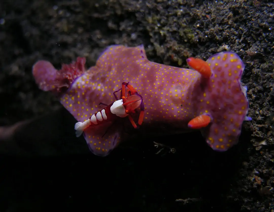 Seabook: Three-lobed T-bar Nudibranch (purple)