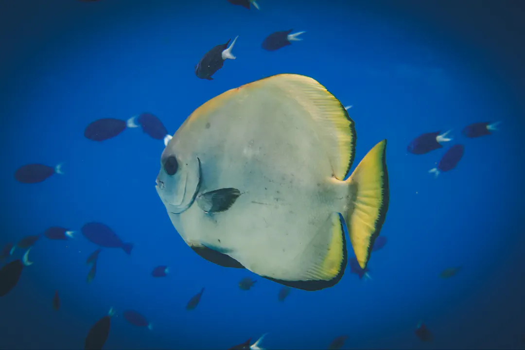 Orbicular batfish