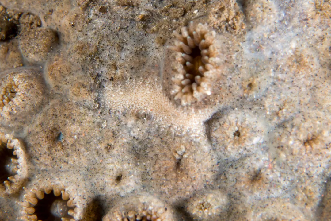Baeolidia Ransoni
