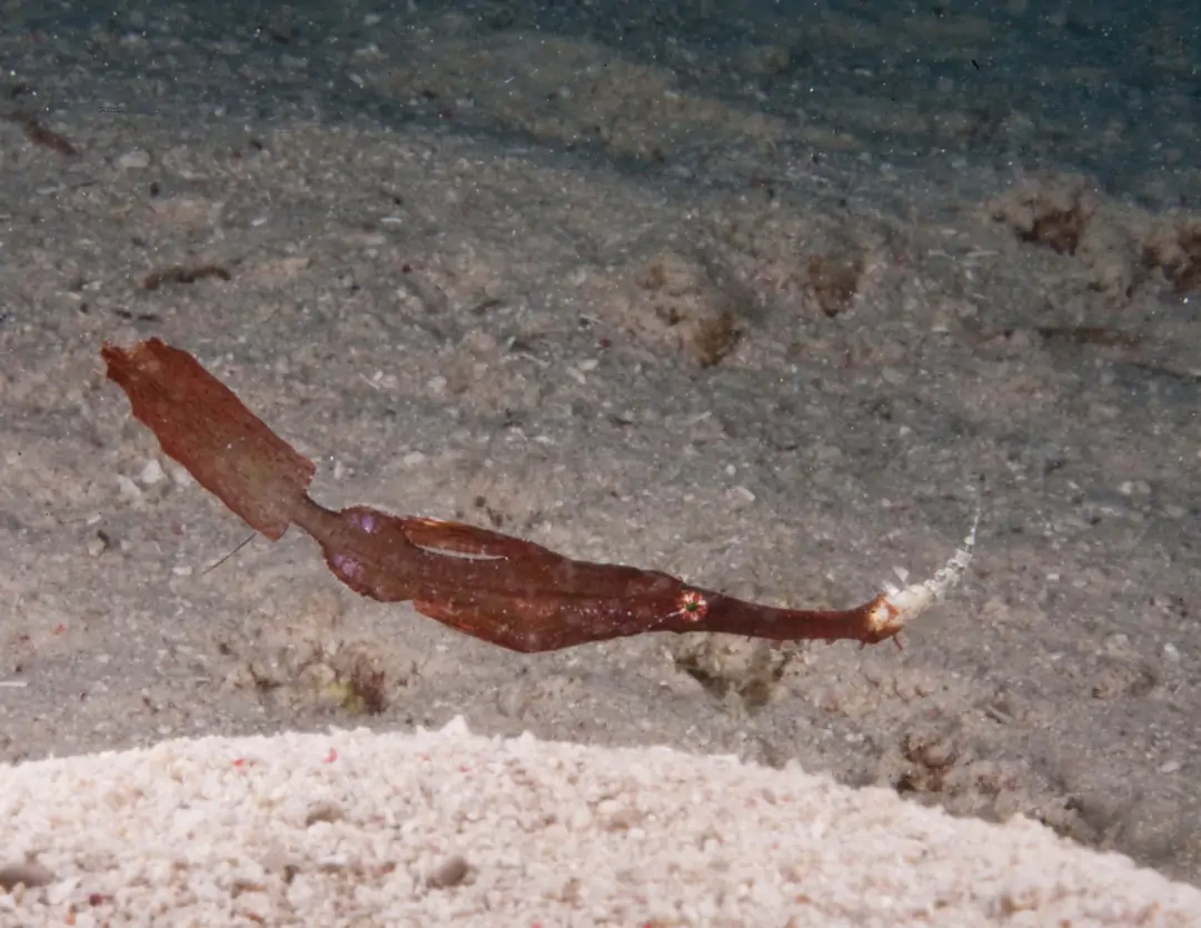 Seabook: Robust Ghost Pipefish (brown)