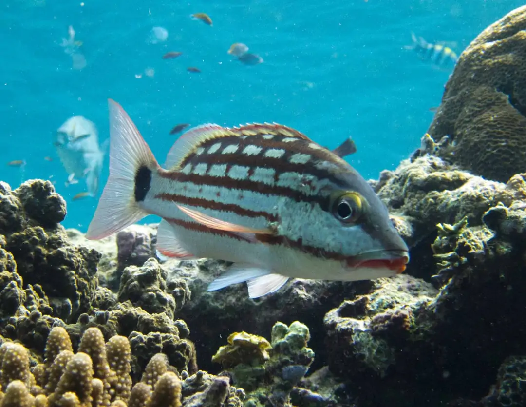 Seabook: Checkered Snapper