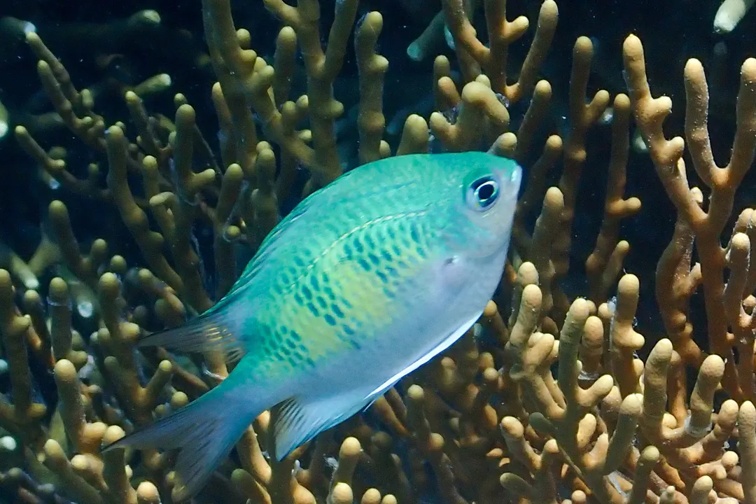 Staghorn Damsel (Amblyglyphidodon curacao)