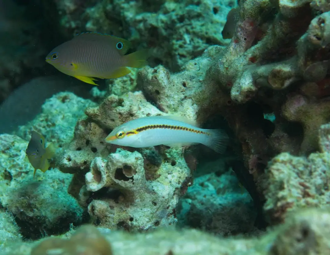 Seabook: Zigzag Wrasse (juvenile)