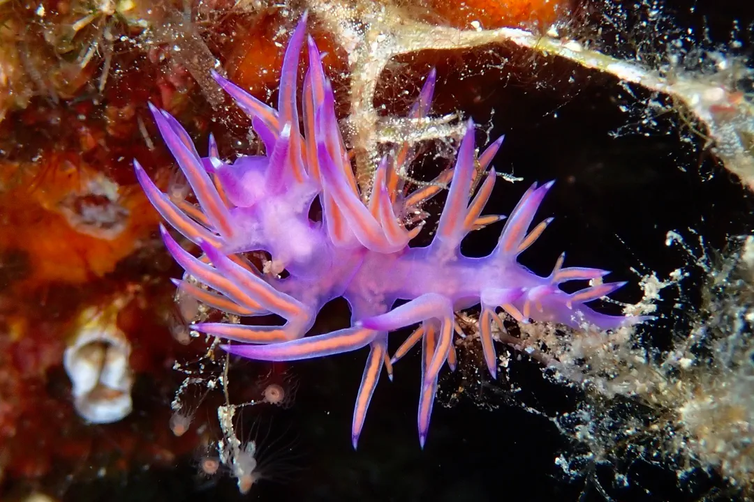Mediterranean Violet Aeolid (Flabellina affinis)