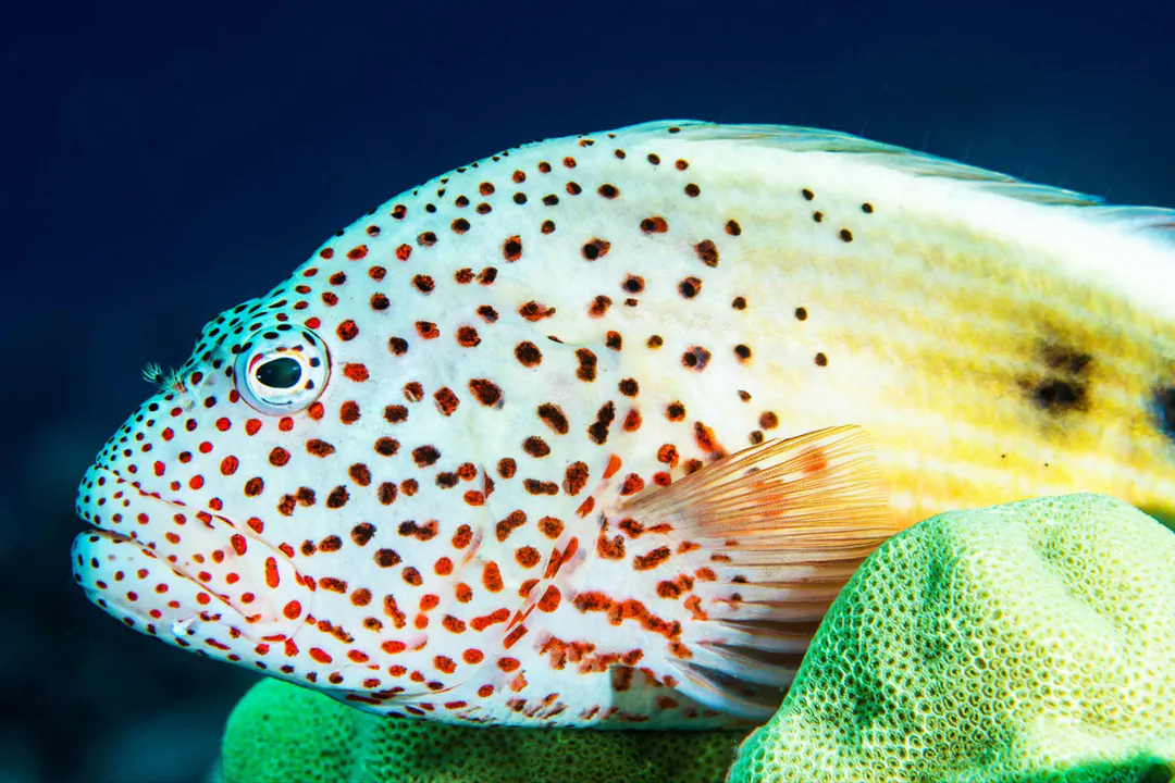 Blackside Hawkfish (pale)