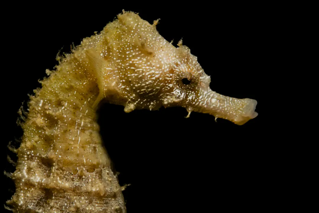 Long-Snouted Seahorse (pale)