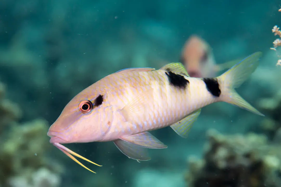 Manybar Goatfish (yellow) (Parupeneus multifasciatus)