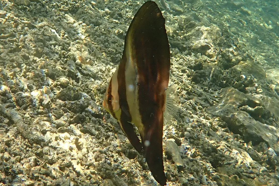 Orbicular batfish (juvinile) (Platax orbicularis)