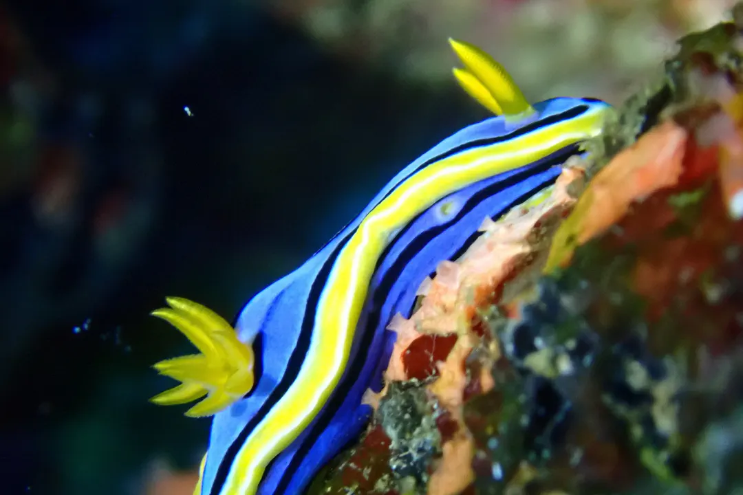 Elisabeth's Chromodoris (Chromodoris elisabethina)