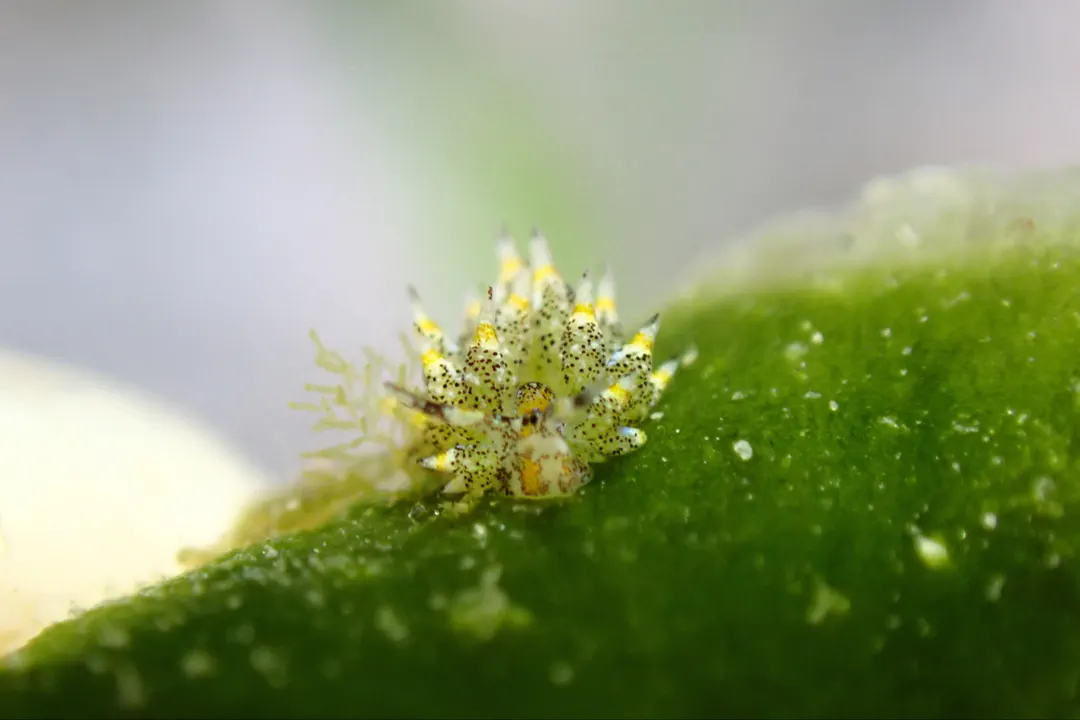 Eyespot Costasiella