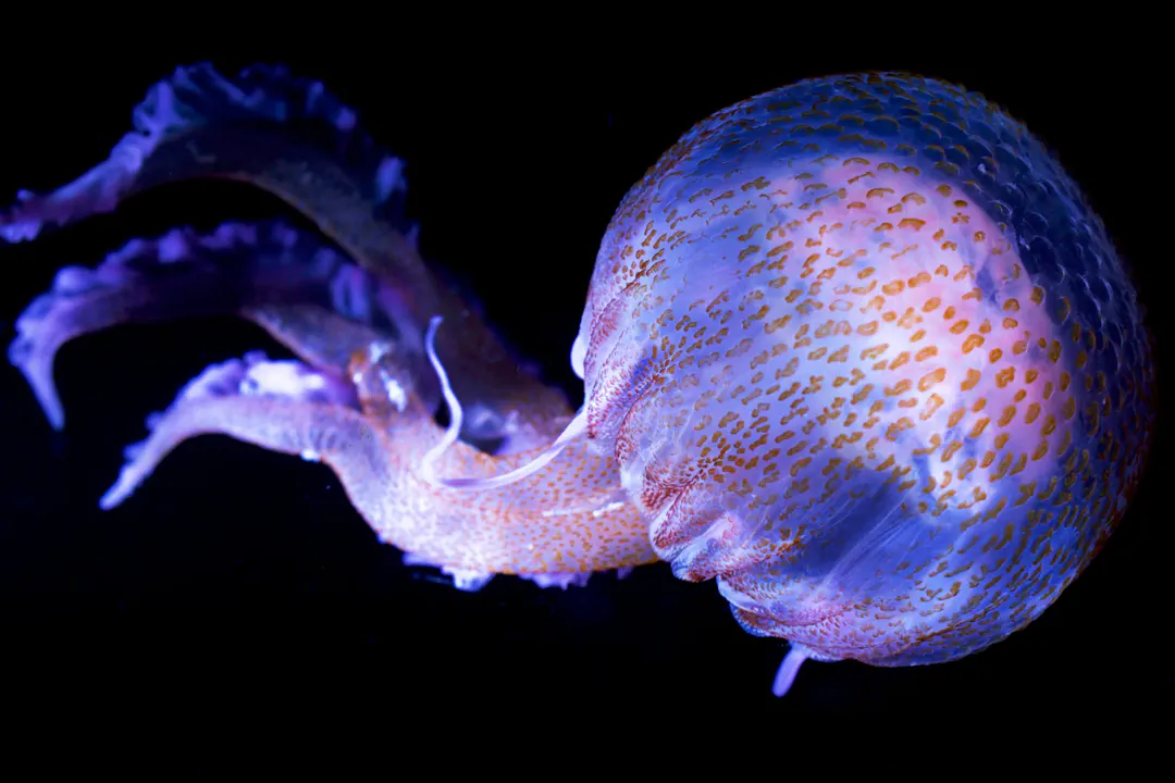 Mauve Stinger