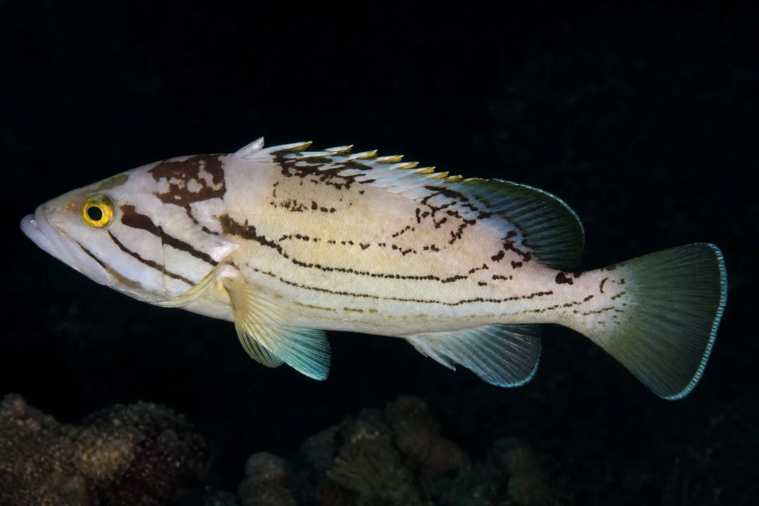 Dotdash Grouper (Epinephelus poecilonotus)