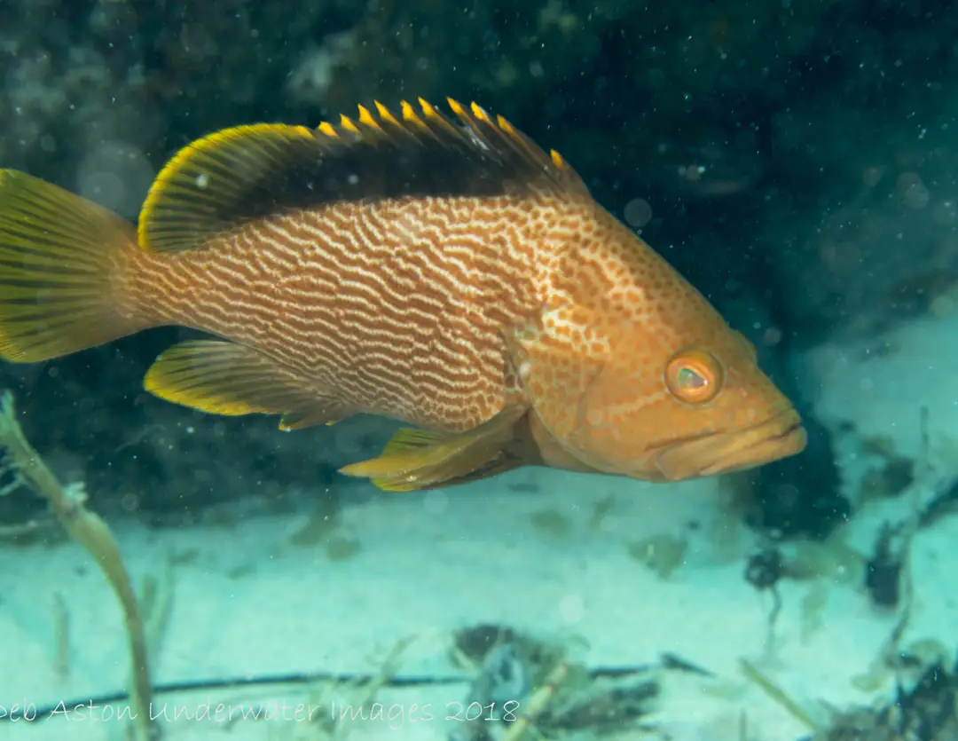 Seabook: Maori Cod