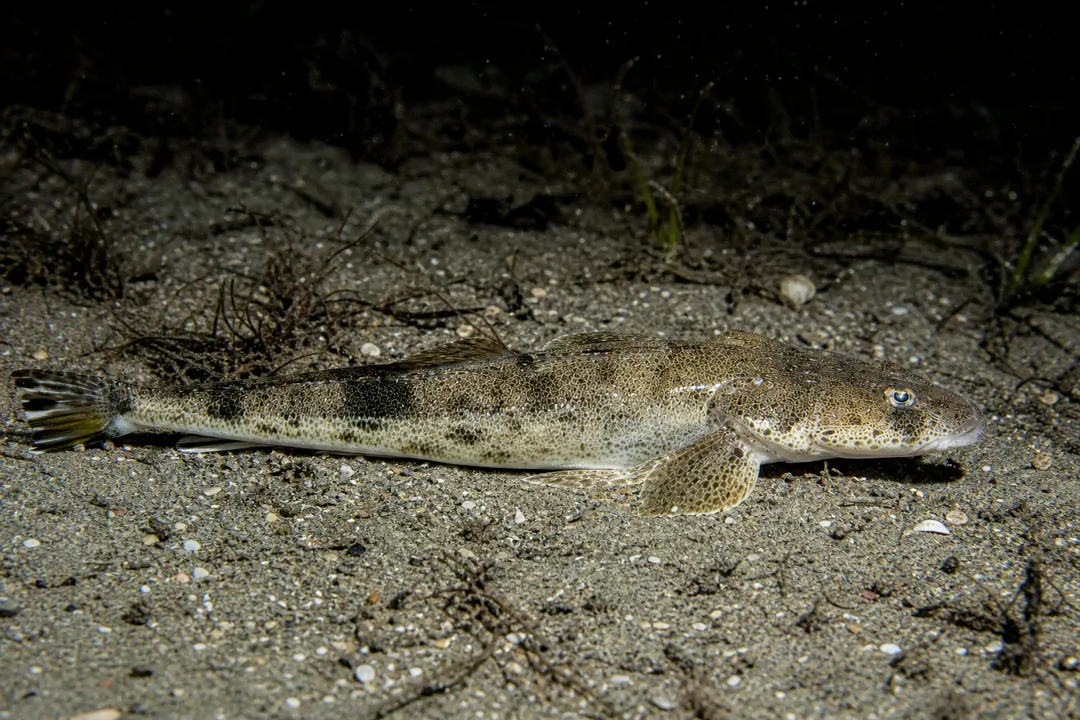 Bar-tailed Flathead