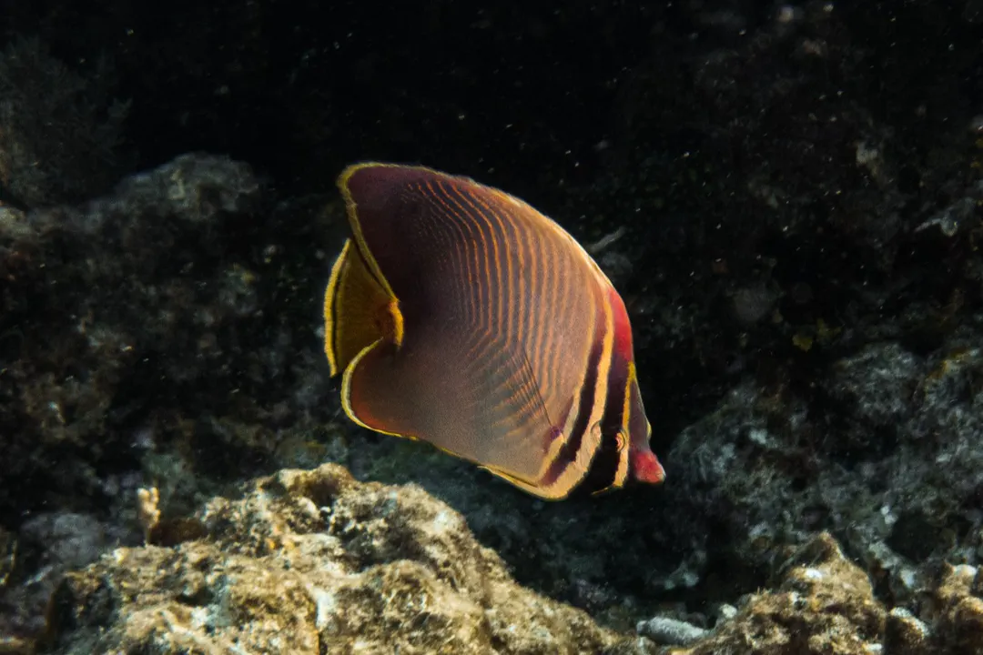Eastern Triangle Butterflyfish (Chaetodon baronessa)
