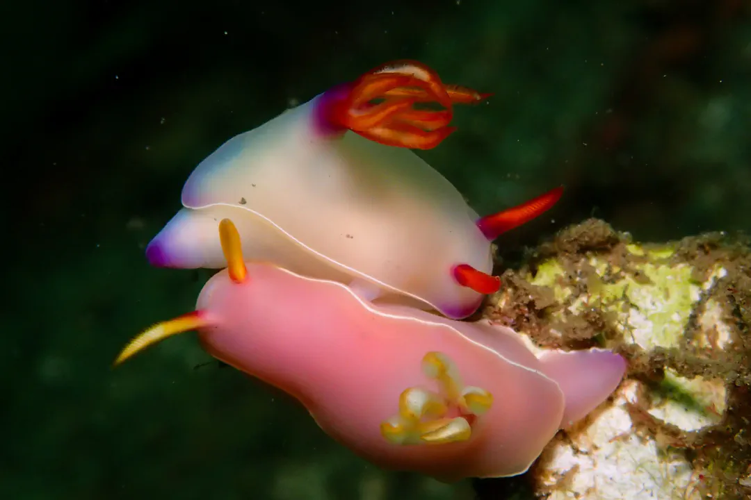 Bullock's Hypselodoris (orange) (Hypselodoris bullockii)