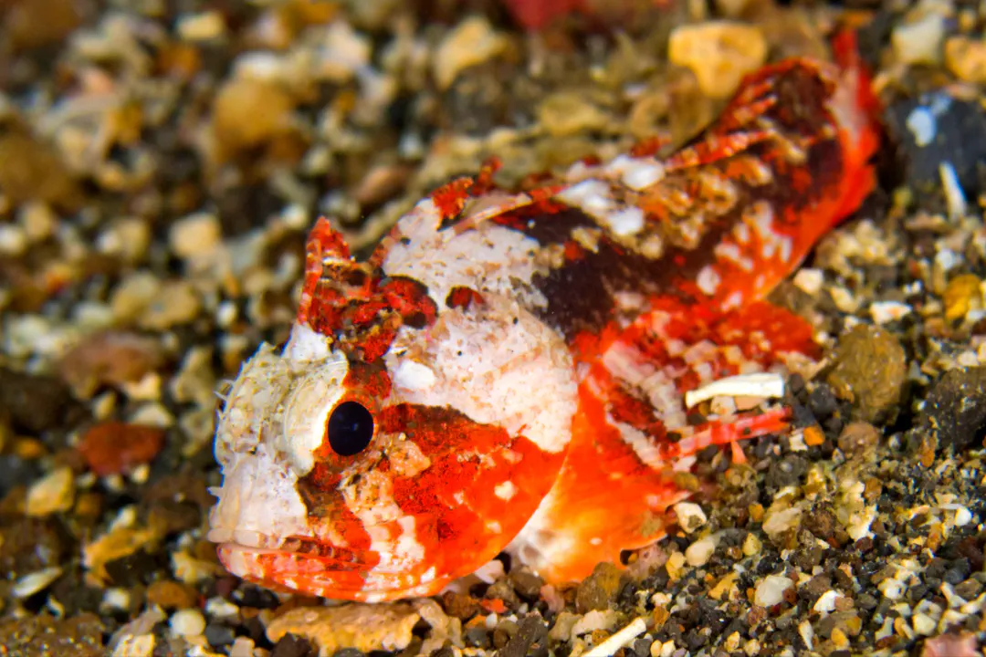 Whiteface Waspfish
